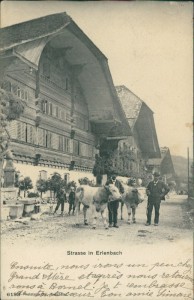 Alte Ansichtskarte Erlenbach ZH, Strasse mit Kühen