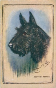 Alte Ansichtskarte Scottish Terrier, sign. Ernest H. Mills
